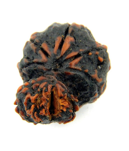 Rare Rudraksha Seeds
