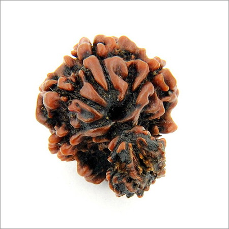 Rare Rudraksha Seeds