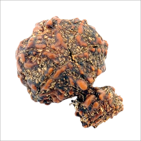 Ten Mukhi Garbh Gauri Rudraksha - Natural 23.72x18.28x17.59 mm Joined Beads, Spiritual Protection, Prosperity, Positive Energy