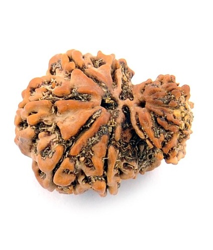 Ten Mukhi Garbh Gauri Rudraksha In Kolkata