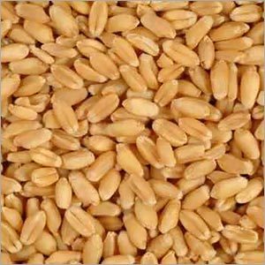 Wheat Grains