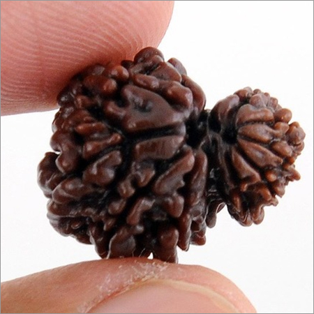Rare Rudraksha Seeds