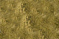 coriander leaves powder