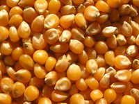 Maize Seeds