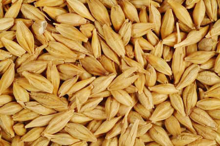 Barley Seeds