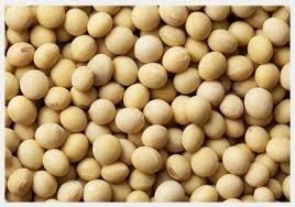 Soybean Seeds By K K AGENCIES