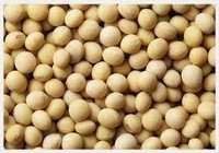 Soybean Seeds