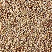 jowar seeds