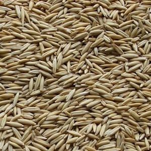 Oats Seeds