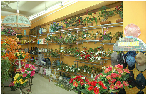 Plant Display Rack