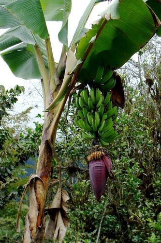 Fresh Banana Plants