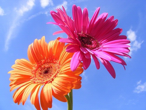 Gerbera