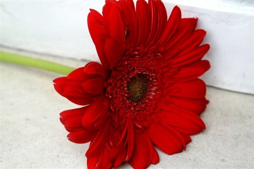Red Flower - Gerbera, Red Color, Variable Diameter | Antidepressant, Antiseptic, Pain Relief, Blood Circulation, Aroma Oil, Candle Making