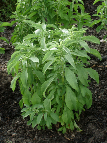 Stevia plants
