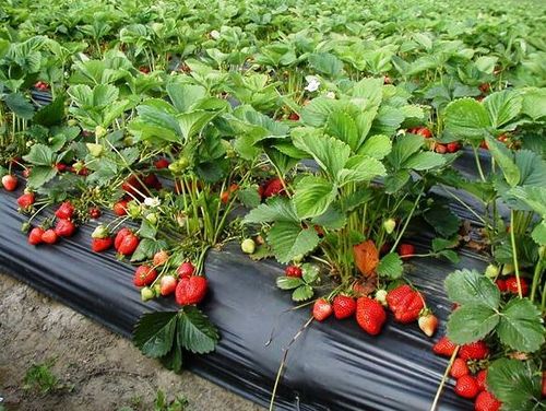 Strawberry plants