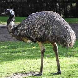 EMU Products