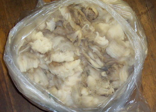Cotton Raw Wool