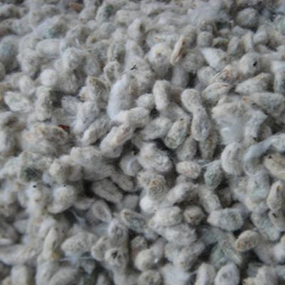 Cotton Coir Seeds - Cotton Coir, Varied Size, Irregular Shape | Natural Fiber, Biodegradable, Sustainable, Low Moisture