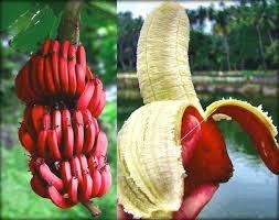 Red Cavendish Banana