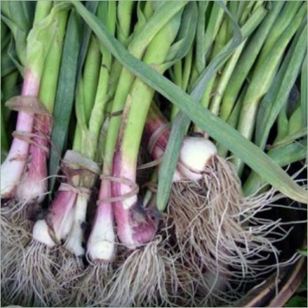 Spring Garlic