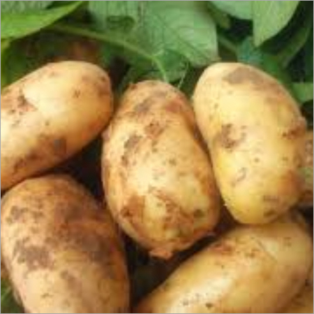 Potato