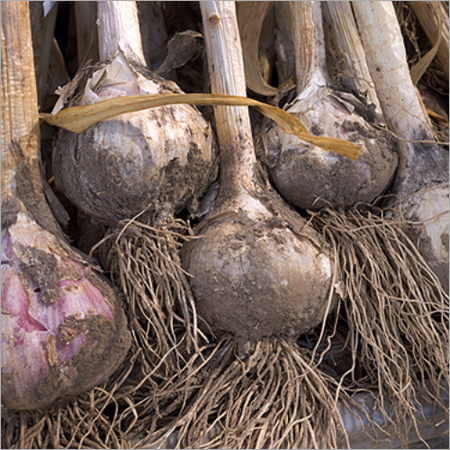 Organic Garlic