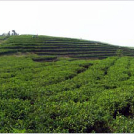 Organic Tea Garden