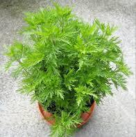 Davana Oil