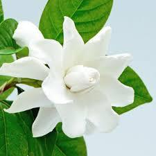 Gardenia Oil