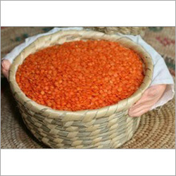 Lens Culinaris