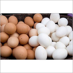 Fresh Table Eggs Brown