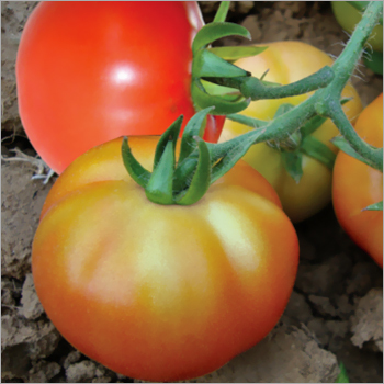 Red Tomato (Varsha) Seeds