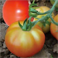 Tomato (varsha) Seeds