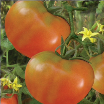 Tomato (Anmol) Seeds