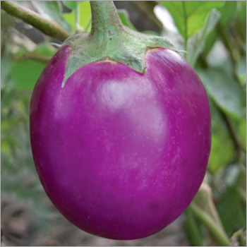 Brinjal (Rajo-524) Seeds