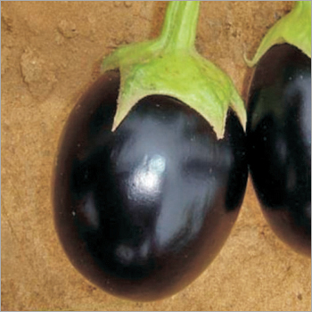 Purple Brinjal (Madhave-525) Seeds