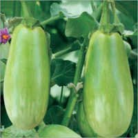Brinjal (Motu-45) Seeds