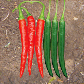 Chilli (Deshi hot) seeds Chilli (Deshi hot) seeds