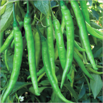 Green Chilli Mistika Seeds - F1 Hybrid Variety with Very High Pungency | 98% Purity, Light Green to Bright Red Fruits, Excellent Yield