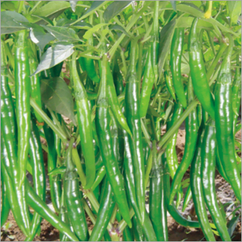 Green Chilli (Mistika) seeds