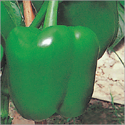 Green Capsicum (Avtar) Seeds