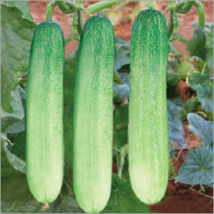 Cucumber (Himanshi) Seeds