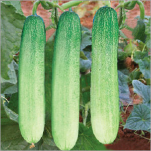 Green Cucumber (Himanshi) Seeds