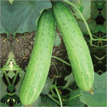 Cucumber (Manish) Seeds Purity: 98%