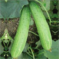 Cucumber (Manish) Seeds