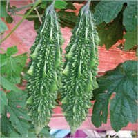 Bitter Gourd (Venu) Seeds