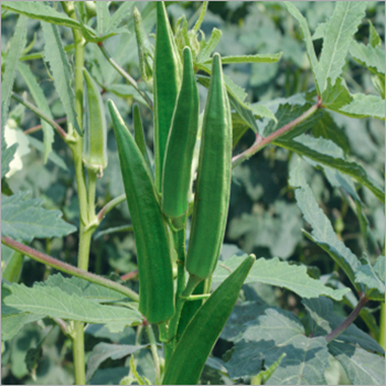 Green Lady Finger (Basanti) Seeds