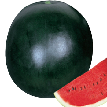 Green Watermelon (Black King) Seeds