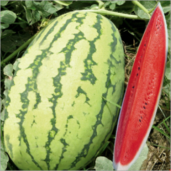 Watermelon (Rustam) Seeds