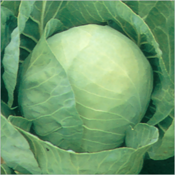 Cabbage (Basu) Seeds